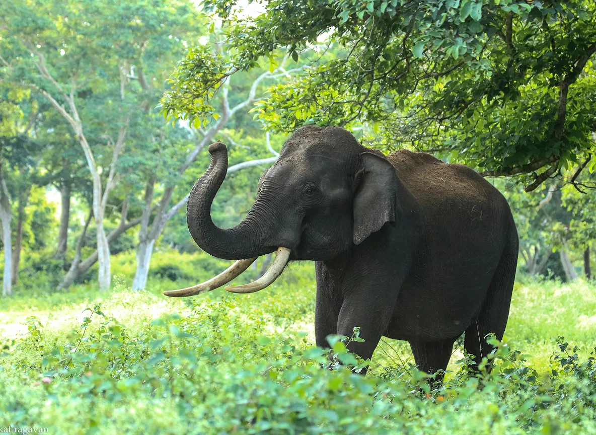bandipur mudumalai forest safari
